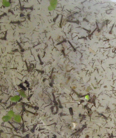 Black mosquito larvae photo H.Schoubye