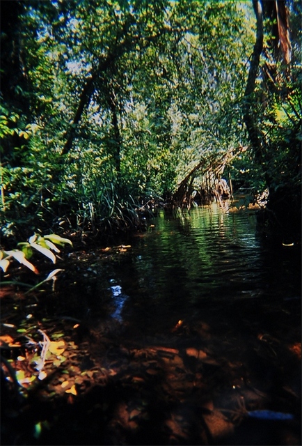 Deissneri habitat Bangka (photo H.Kishi)