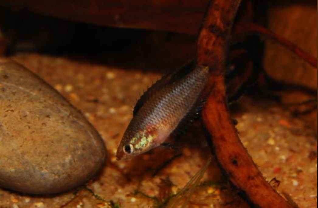 Filamentosus female with sexy eyes (photo Wimmer)