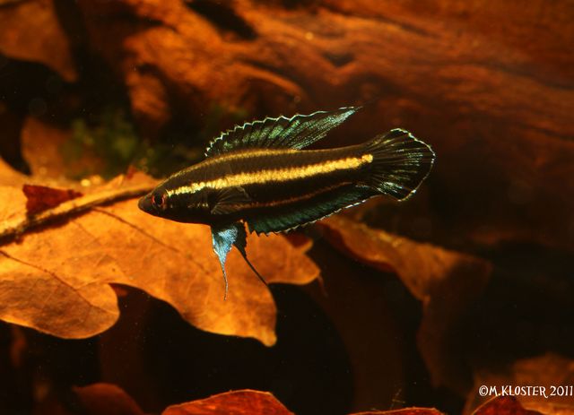 P.harveyi 'tanjung malim' (photo M.Kloster)