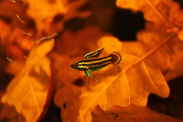 P. spec. affin. rubrimontis (Mimbon 2008)(photo C.Hinz)