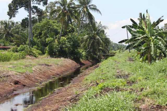 A destroyed habitat of P. tweediei near Pekan Nanas(photo C.Hinz)