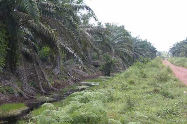 A creek near Kampung Parit Bahru where P. tweediei can't be found anymore(photo C.Hinz)