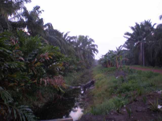 The destroyed type locality of P. tweediei nearby Sri Bunian(photo C.Hinz)