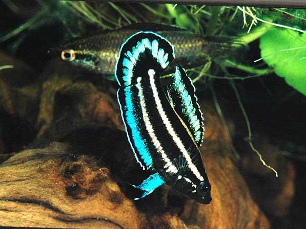 P. harveyi, displaying ♂ with pale coloured ♀ in the background in front of the cave (photo: K. Weissenberg)