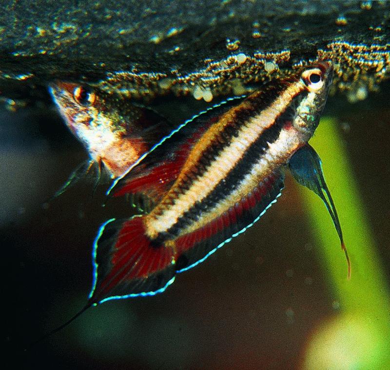 P. filamentosus, couple with clutch in large cave (photo: Dr. J. Schmidt)