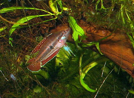 P. pahuensis male Copyright Stefanie Rick