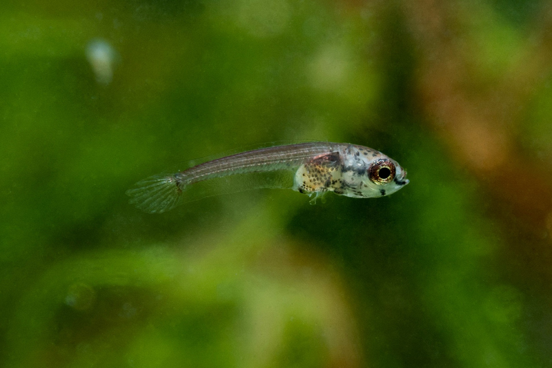 Parosphromenus harveyi fry day 24 Copyright Zahar Zaharia