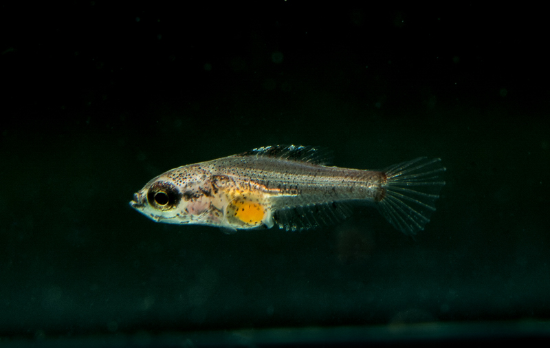 Parosphromenus harveyi fry day 61 Copyright Zahar Zaharia