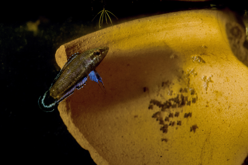 Parosphromenus harveyi male with nest Copyright Zahar Zaharia