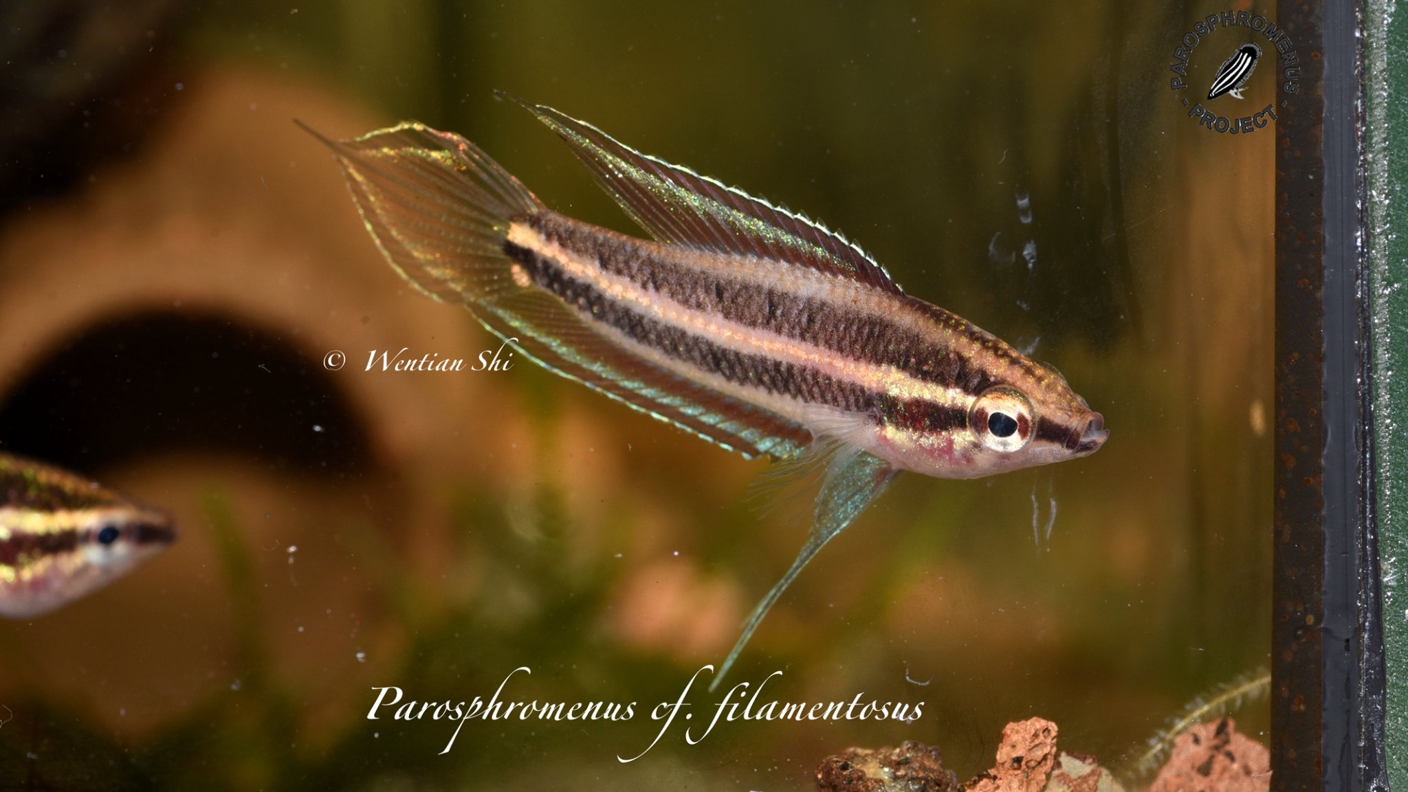 P. cf filamentosus Photo Wentian Shi