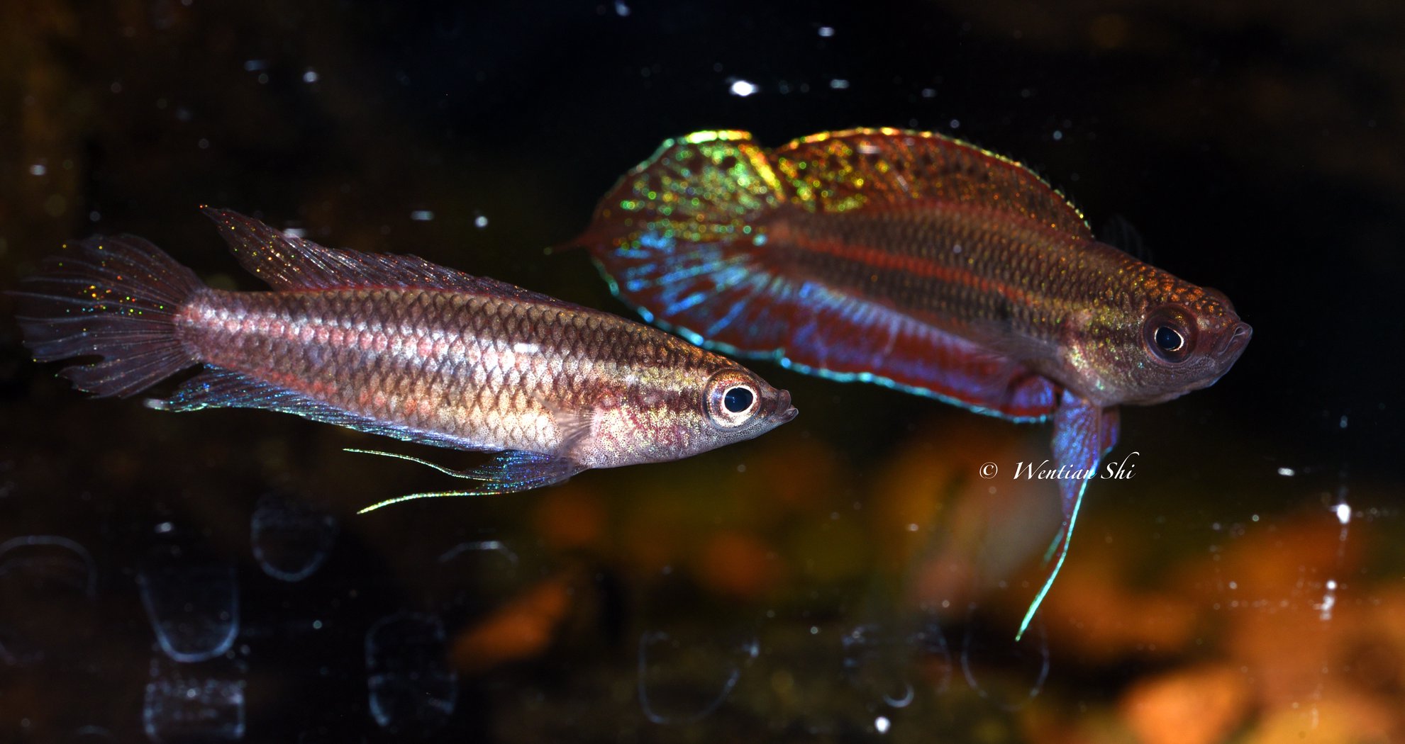 P. paludicola pair Copyright Wentian Shi