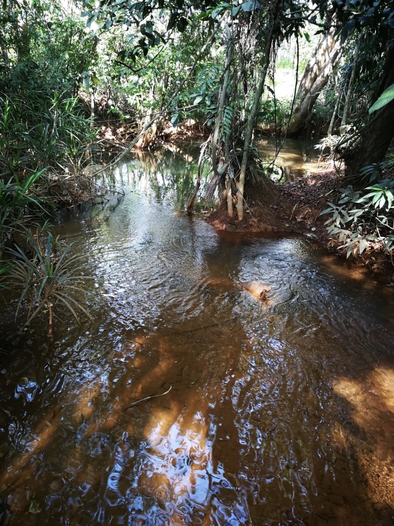 P. paludicola habitat Copyright Mohd Illiam Norhakim Lokman