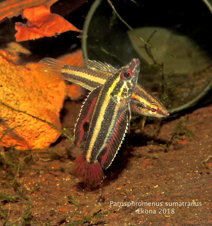 Parosphromenus sumatranus copyright David Jones